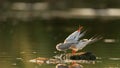 Common tern in natural habitat sterna hirundo, preening feathers Royalty Free Stock Photo