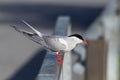 Common tern preparing to dive