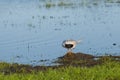 Common Tern Reaching under Wing