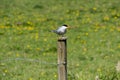A Common Tern rests in East Hertfordshire.