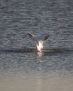 Common tern rising out of the water Royalty Free Stock Photo