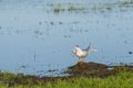 Common Tern Scratching Head with Wing