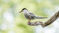 Common tern screams while sitting on a dry branch Royalty Free Stock Photo