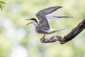 Common tern screams while sitting on a dry branch Royalty Free Stock Photo
