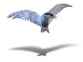 Common Tern sea bird in flight over white with shadow Royalty Free Stock Photo