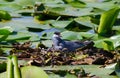 Common tern sits in a nest