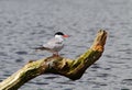 Common Tern sitting on branch in water Royalty Free Stock Photo