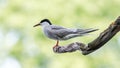 common tern sitting on a dry tree branch Royalty Free Stock Photo