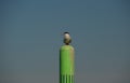 Common tern sitting on top of navigation mark Royalty Free Stock Photo