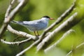 Common tern sitting on tree branch Royalty Free Stock Photo