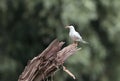 Common Tern sitting by the tree Royalty Free Stock Photo