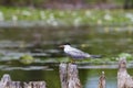 Common Tern sitting on a wooden post. Royalty Free Stock Photo