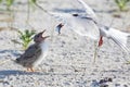 Common Tern (Sterna Hirundo) Royalty Free Stock Photo