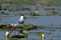 Common tern (Sterna hirundo) Royalty Free Stock Photo