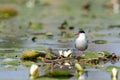 Common tern (Sterna hirundo) Royalty Free Stock Photo