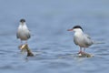Common tern Royalty Free Stock Photo