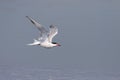 Common Tern(Sterna Hirundo)