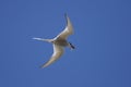 Common tern - Sterna hirundo Royalty Free Stock Photo