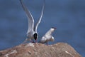 Common tern, sterna hirundo Royalty Free Stock Photo