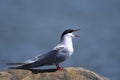 Common tern, sterna hirundo Royalty Free Stock Photo