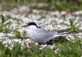 Common Tern, Sterna hirundo Royalty Free Stock Photo
