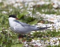Common Tern, Sterna hirundo Royalty Free Stock Photo