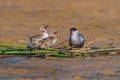 Common tern sterna hirundo