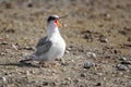 Common tern sterna hirundo in Danube Delta Romania. Wildlife in natural habitat