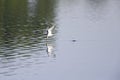 Common tern diving at full speed in a lake to hunt for small fish in Germany. Royalty Free Stock Photo