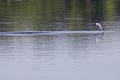 Common tern diving at full speed in a lake to hunt for small fish in Germany. Royalty Free Stock Photo