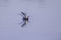 Common tern diving at full speed in a lake to hunt for small fish in Germany. Royalty Free Stock Photo