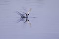 Common tern diving at full speed in a lake to hunt for small fish in Germany. Royalty Free Stock Photo