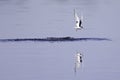 Common tern diving at full speed in a lake to hunt for small fish in Germany. Royalty Free Stock Photo