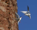 Common Tern (Sterna Hirundo) in flight. Royalty Free Stock Photo