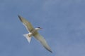 Common tern (sterna hirundo) Royalty Free Stock Photo