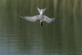 Common Tern Sterna hirundo in flight diving for fish. Royalty Free Stock Photo