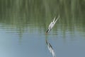 Common Tern Sterna hirundo in flight diving for fish. Gelderland in the Netherlands. Bokeh background. Royalty Free Stock Photo