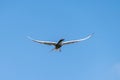 Common tern sterna hirundo in flight with a fish in beak Royalty Free Stock Photo