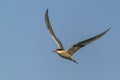 Common Tern Sterna hirundo in flight Royalty Free Stock Photo