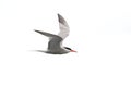 Common tern - Sterna Hirundo - in flight Royalty Free Stock Photo