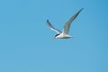 Common Tern - Sterna hirundo