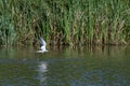 Common tern, Sterna hirundo, flying low over water with fish in beak Royalty Free Stock Photo