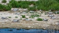 Common Tern Sterna hirundo hirundo sitting on nests in sand dunes. Royalty Free Stock Photo
