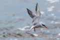 Common Tern in hovering pattern ready to dive for catch Royalty Free Stock Photo