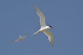 Common tern (sterna hirundo) Royalty Free Stock Photo