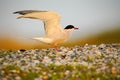 Common tern, Sterna hirundo, is a seabird of the tern family Sternidae, bird in the clear nature habitat, animal near the river Royalty Free Stock Photo