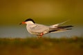 Common tern, Sterna hirundo, is a seabird of the tern family Sternidae, bird in the clear nature habitat, animal near the river Royalty Free Stock Photo