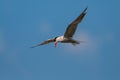 Common tern, Sterna hirundo, single bird in flight Royalty Free Stock Photo