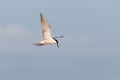 Common tern, Sterna hirundo, single bird in flight Royalty Free Stock Photo