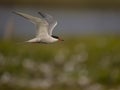 Common tern, Sterna hirundo Royalty Free Stock Photo